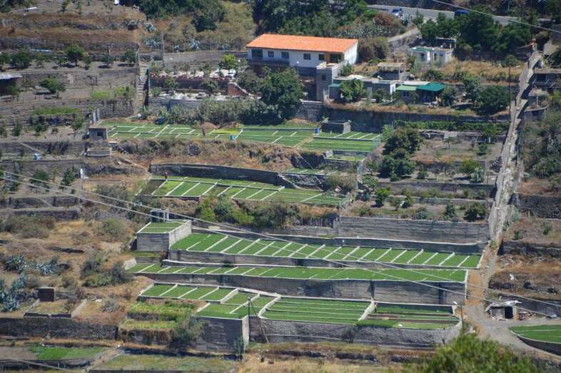 Terrazas de cultivo en Telde (Foto TA)